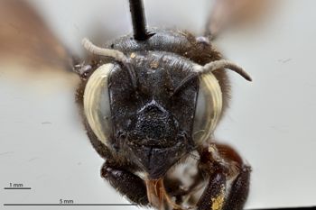 Media type: image;   Entomology 791861 Aspect: head frontal view